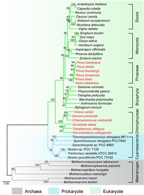 Genome-Wide Insights Into the Organelle Translocation of Photosynthetic NDH-1 Genes During Evolution